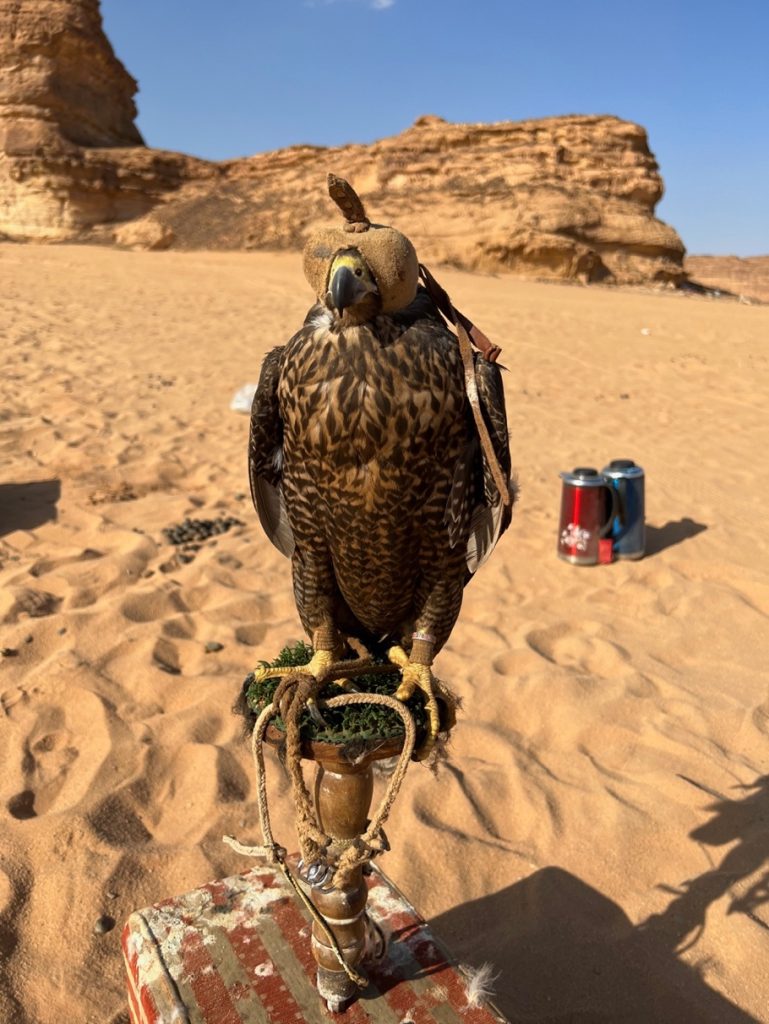 falcon sits on a stand with a hood over its eyes
