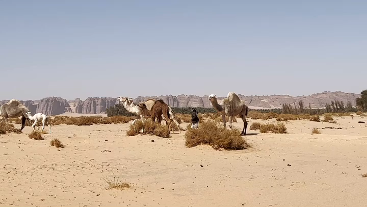 several white and brown camels in a desert