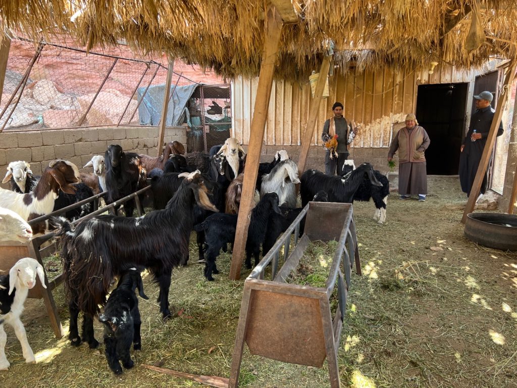 black, white, and brown goats in a pen beneath a leafed roof