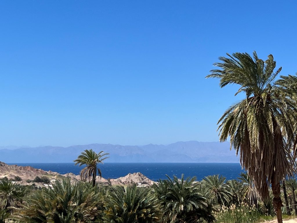 palm trees and rocks at a beach with blue water and hills in the distance