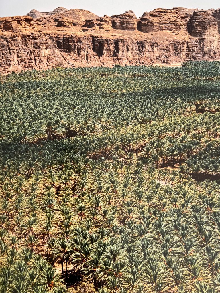 viewed from above, many palm trees cover the ground in front of rocky cliffs