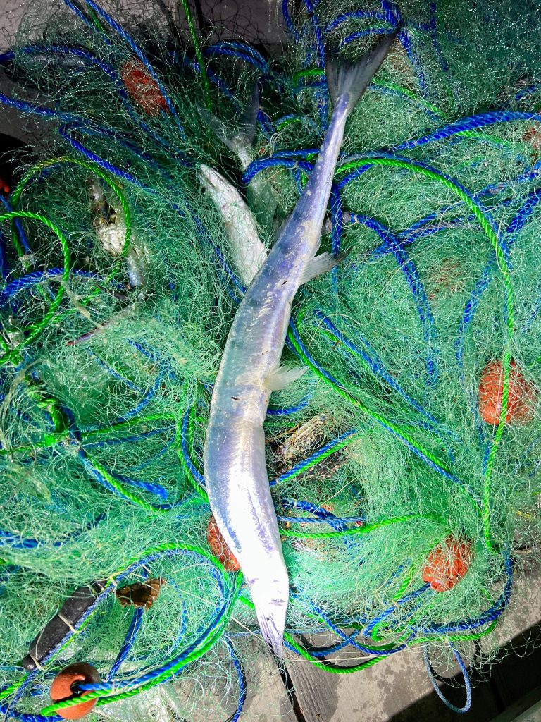 a long silver fish laying on top of green fishing nets