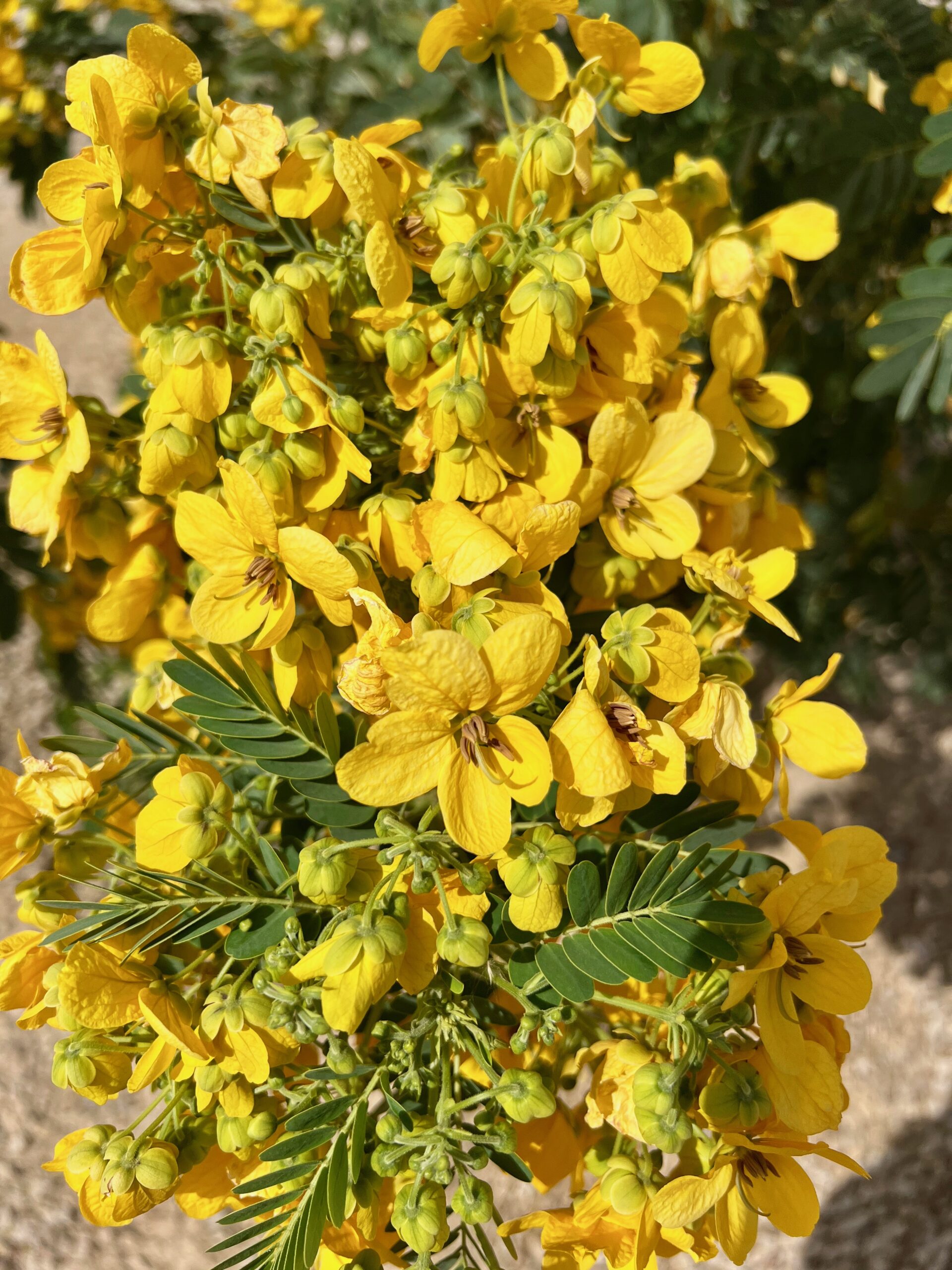 yellow flowers