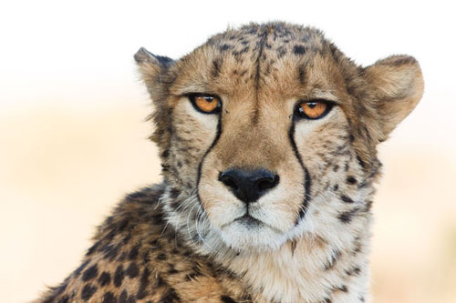 A Cheetah Conservation Fund resident cheetah