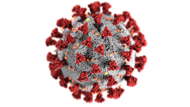 Ultrastructural Morphology Exhibited by Coronaviruses